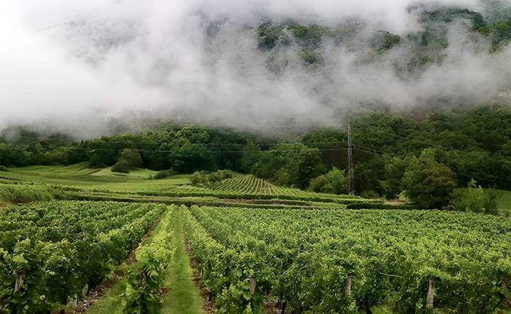 Domaine viticole Bar-sur-Seine