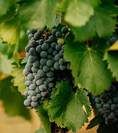 Producteur de raisins Bar-sur-Seine